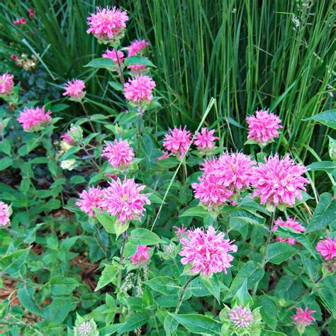 How To Plant Bee Balm Plants at Margaret Suarez blog