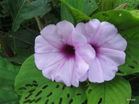 Ride and Trek to Lohagad Fort and Bhaja Caves