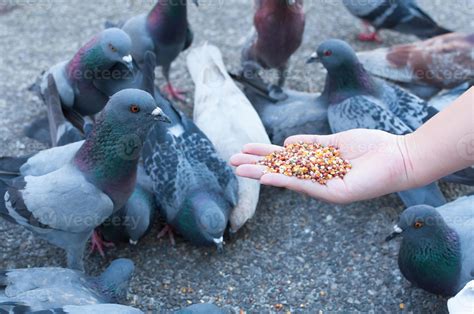 Pigeon eating from woman hand on the park,feeding pigeons in the park ...