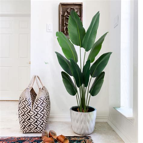 Indoor Banana Leaf Plant