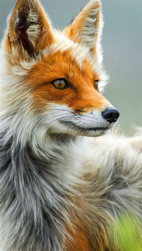 4K Wallpaper Animals | [31000+] Anime 4k Wallpapers – IVRCQB