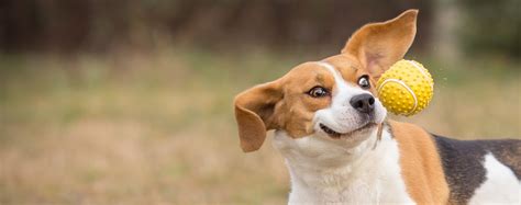 Image result for Why Do Dogs Fetch