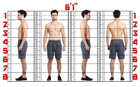 Art Reference. Proportion Chart. Figure Study. Male Figure. Model ...