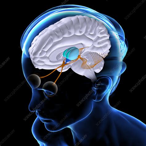 Visual and Auditory Pathways 的图像结果