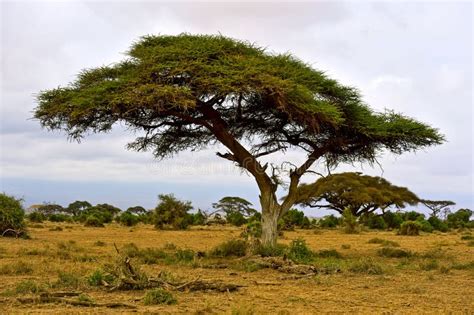 在大草原的非洲树 库存图片. 图片 包括有 云彩, 大草原, 破擦声, 沙子, 本质, 灌木, 结构树, 植被 - 76625081