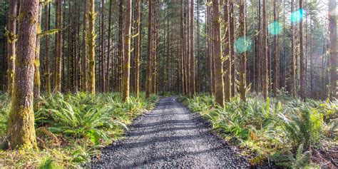 Your Forestry Questions, Answered – Oregon Forests Forever