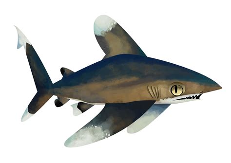 Oceanic whitetip shark - Save Our Seas Foundation