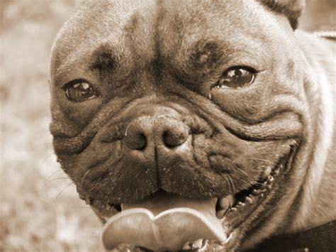 Französische Bulldogge Bully super Kinderlieb Herzensbrecher in Berlin ...