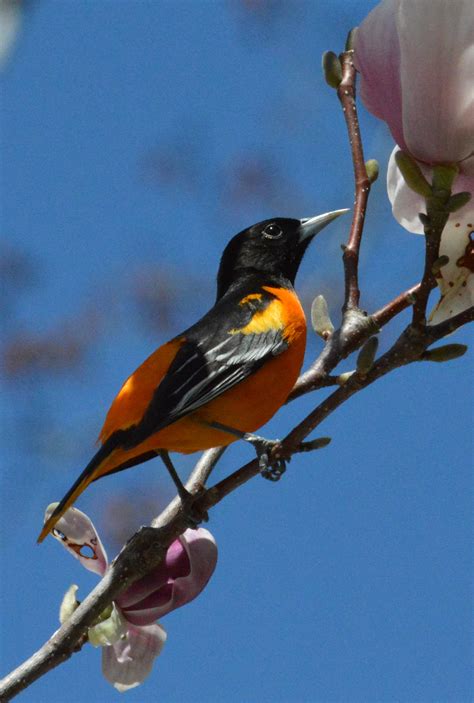 Northern Oriole