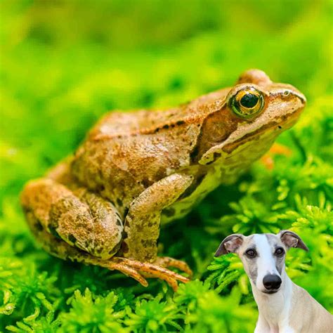 What Happens If A Dog Eats A Dead Frog