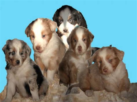 Rassehunde Australian Shepherd Kleinanzeigen | Rassehunde Australian ...