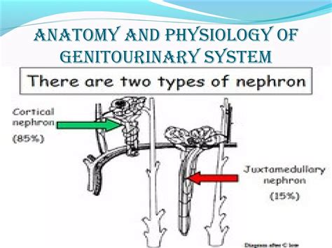 genitourinary disorders (medical surgical nursing) | PPT