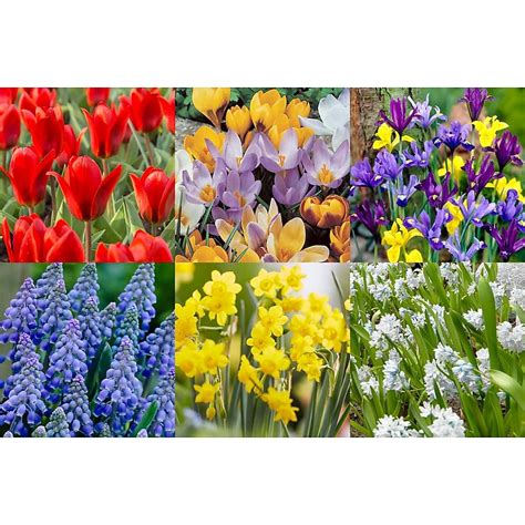 Bloomsz Multicolor Mixture Bulbs (1) Bagged 100-Pack in the Plant Bulbs ...
