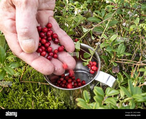 Kolkwitz, Germany. 05th Oct, 2022. Freshly collected cranberries slide ...