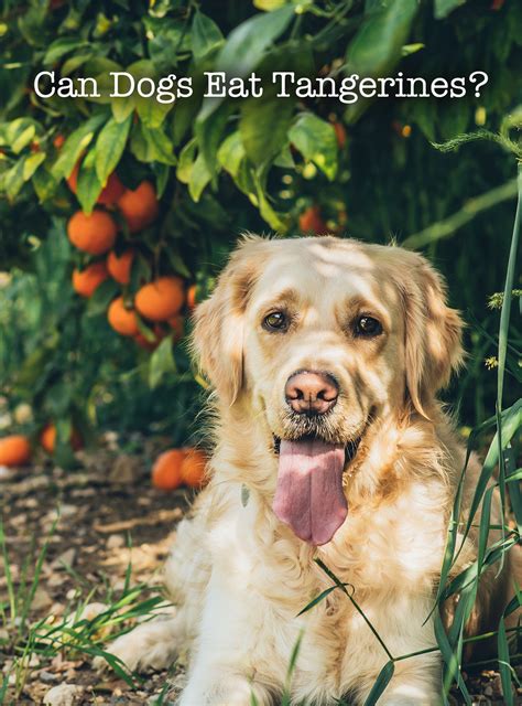 Can Dogs Eat Tangerines? A Guide To Tangerine Fruit And Peel For Dogs