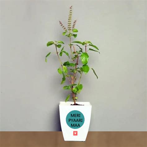 Buy Tulsi plant Online | GoGift