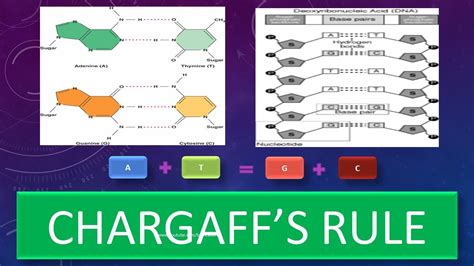 Chargaff's Rule - DNA Base Pairing Rule - YouTube