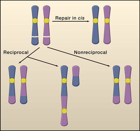 Origin of Chromosomal Translocations in Lymphoid Cancer: Cell