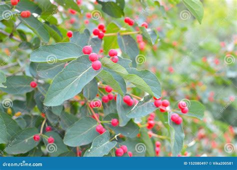Small Red Berries on a Bush. Stock Image - Image of view, table: 152080497