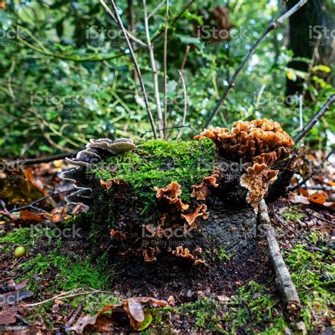 Tree Stump Covered With Shelf Fungi And Mosses Stock Photo - Download Image Now - Mushroom ...