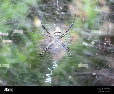 Banded garden spider Argiope trifasciata orbweaver in web Stock Photo ...