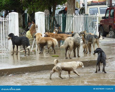 Pack of dogs editorial stock image. Image of bolivia - 35578549