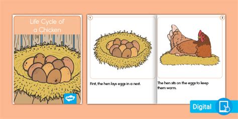 Life Cycle of a Chicken Emergent Reader eBook (teacher made)