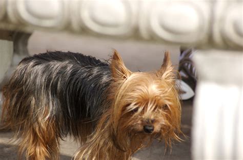 How Much Do Yorkies Cost - A Complete Guide For Pet