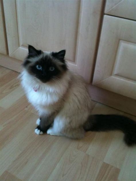 Katzen Kleinanzeigen | Katzen Annoncen | Katzen Inserate | Katzen ...