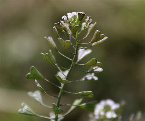 Capsella bursa pastoris - Plant Biodiversity of South-Western Morocco