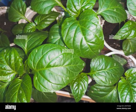 Green leaves of bell pepper plants close up Stock Photo - Alamy
