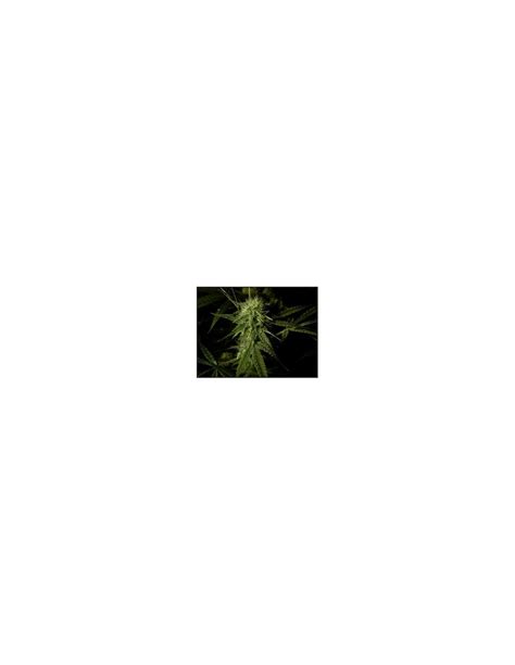 Emerald Jack (Emerald Triangle Seeds) Regular Cannabis Seeds