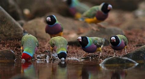 Endangered Animals In Water