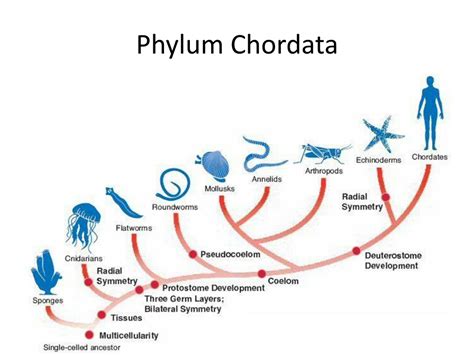Phylum Of Chordata