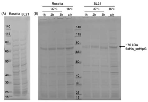 Methods and Protocols | An Open Access Journal from MDPI