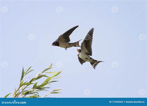 Birds Swallows Flying in the Sky Next To Spread Its Wings Stock Image ...
