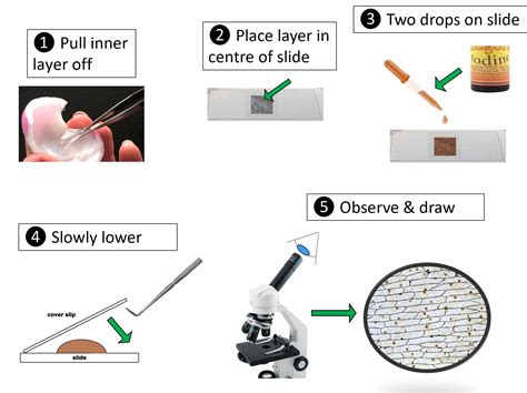 How To Prepare Onion Peel Slide