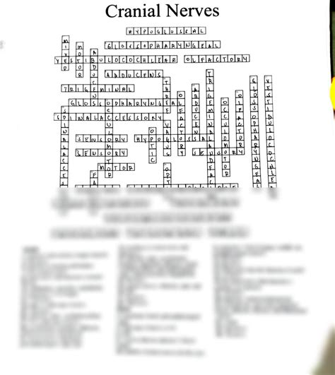 SOLUTION: Cranial nerve crossword - Studypool