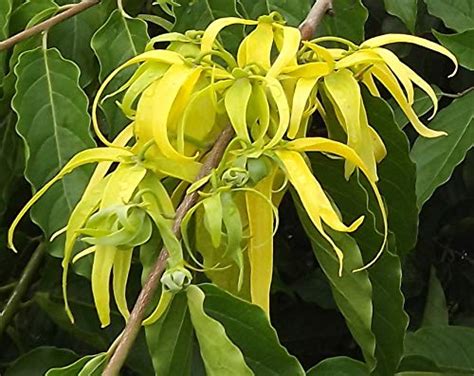Haritham Rare Perfume Tree/cananga tree (Cananga odorata)" ylang-ylang ...