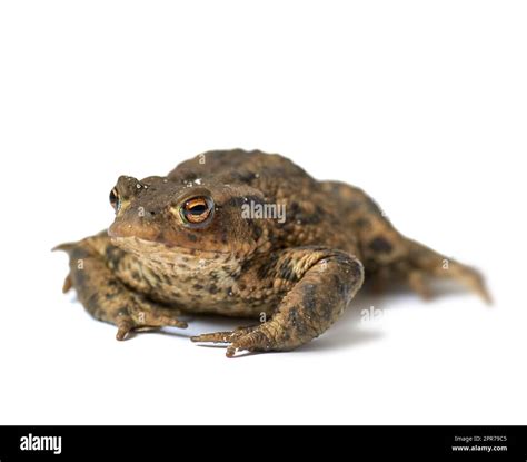 Cream Colored Frog With Black Spots