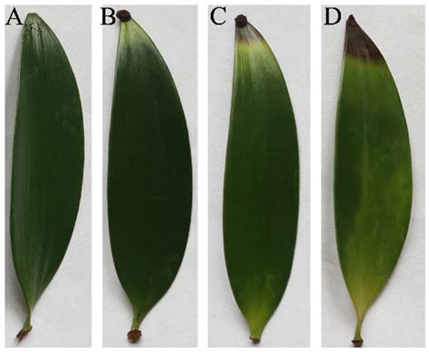 First Report of Curvularia pseudobrachyspora Causing Leaf Blight on ...