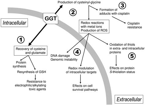 Gamma-glutamyltransferase of Cancer Cells at the Crossroads of Tumor ...