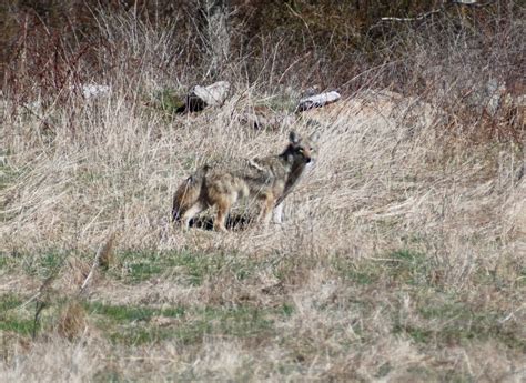 It’s Coyote Mating Season: What to Know | Explore New England