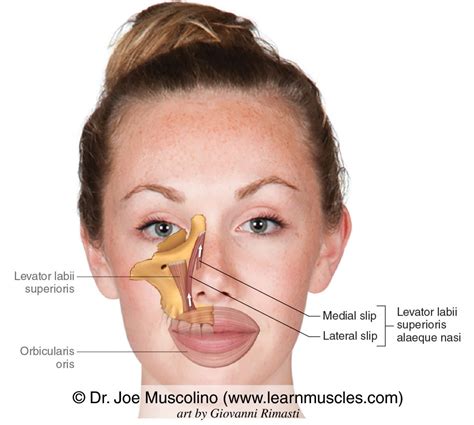 Levator Labii Superioris Alaeque Nasi - Learn Muscles