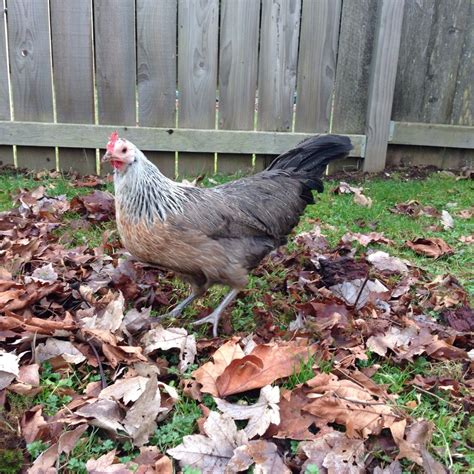 Silver Phoenix or Dutch Bantam? | BackYard Chickens - Learn How to ...