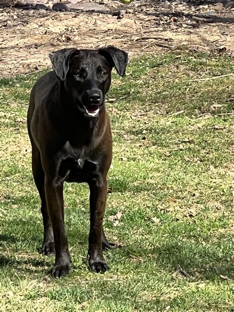 Rhodesian Ridgeback Chocolate Lab Mix