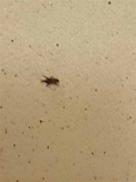 Carpet Beetle Found In Bathroom at Jeffrey Gavin blog