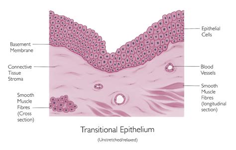 Transitional Epithelium