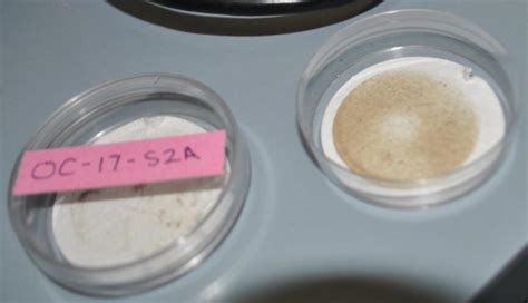 Microplastics: a big problem for the environment