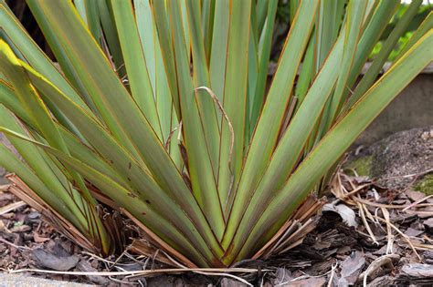 How to Grow and Care for New Zealand Flax